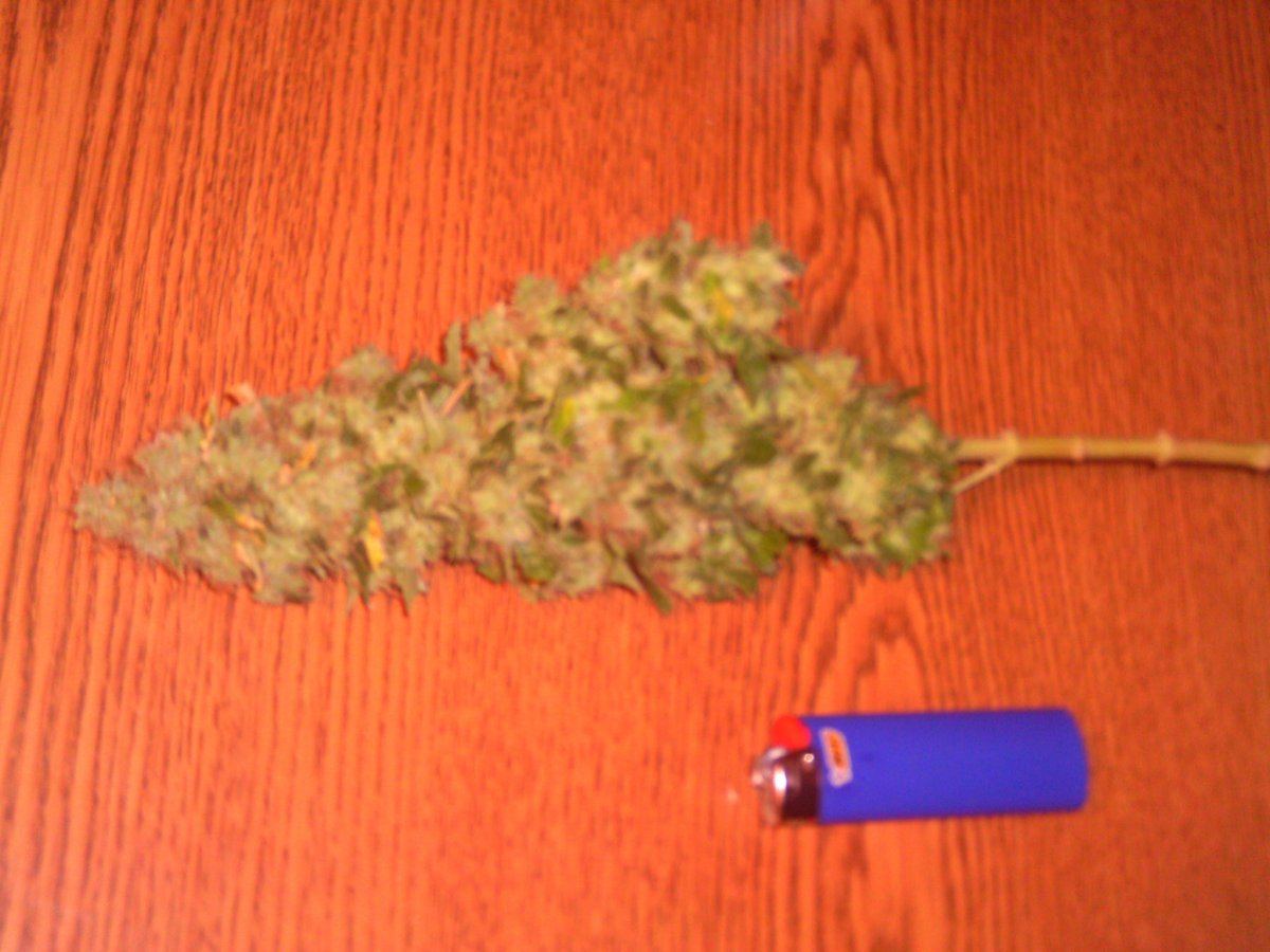 WhiteWidow10weeks