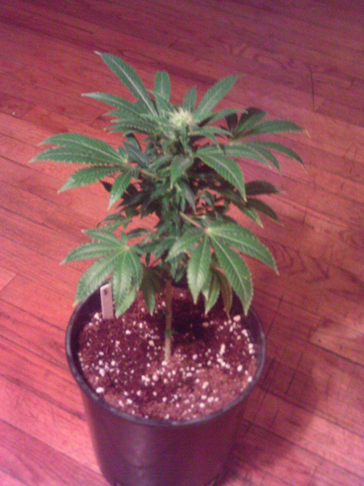 WhiteWidow4weeks