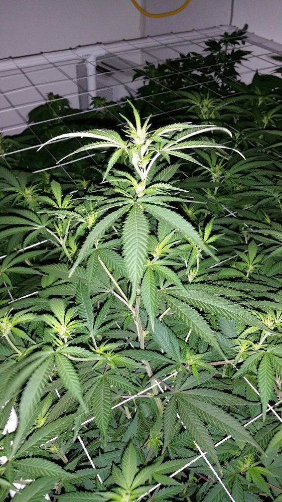 WhiteWidow 03 04 2016 Rm B