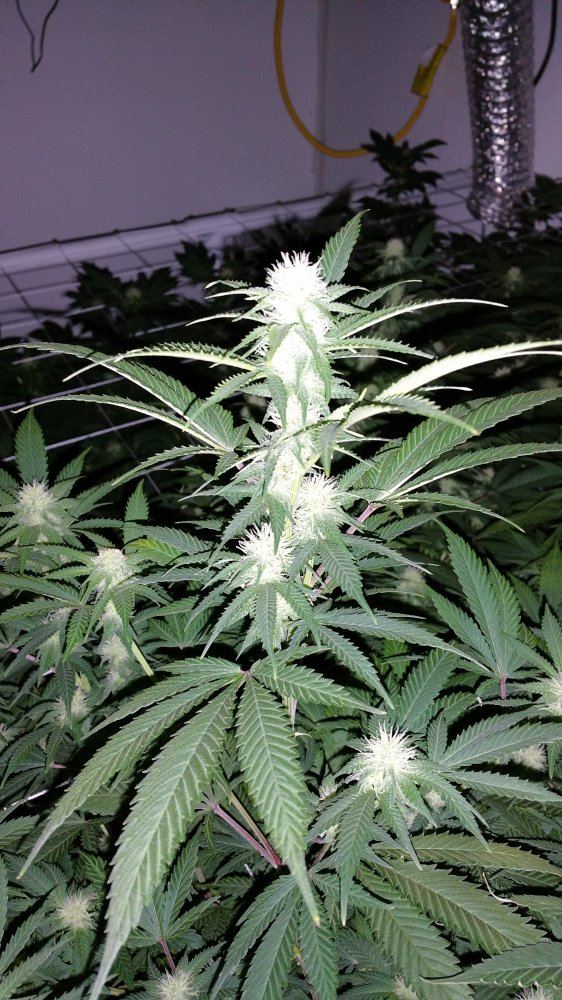 WhiteWidow 03 16 2016 Rm B
