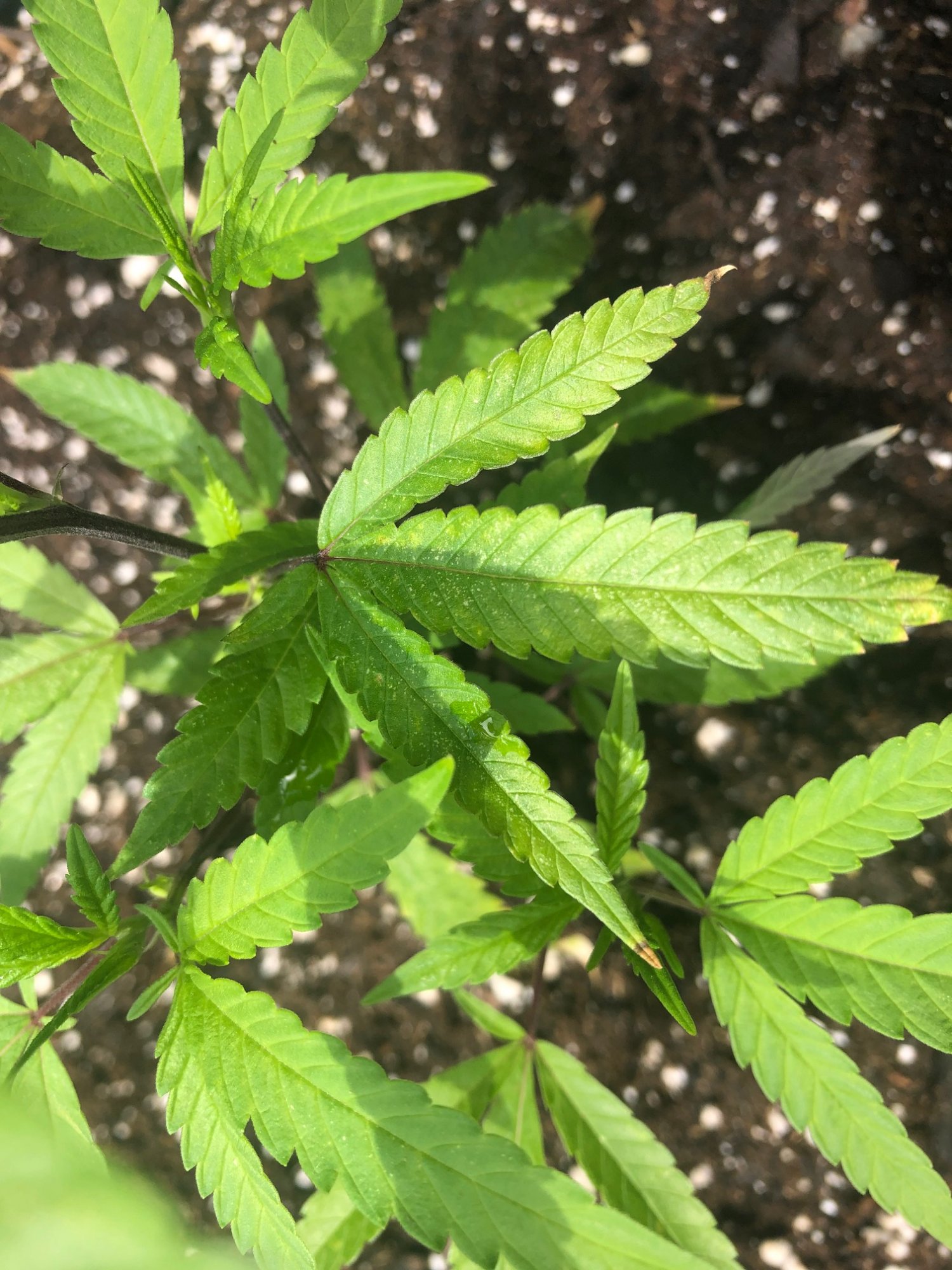 Whitish brown spotting on brand new clones 2