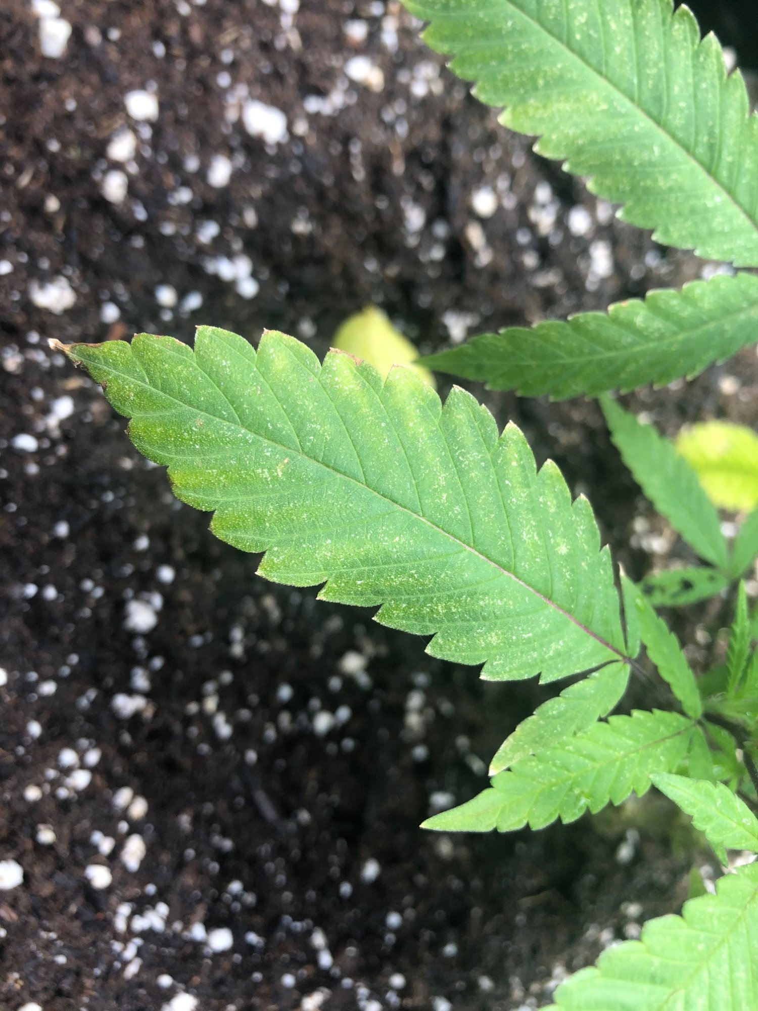 Whitish brown spotting on brand new clones 3