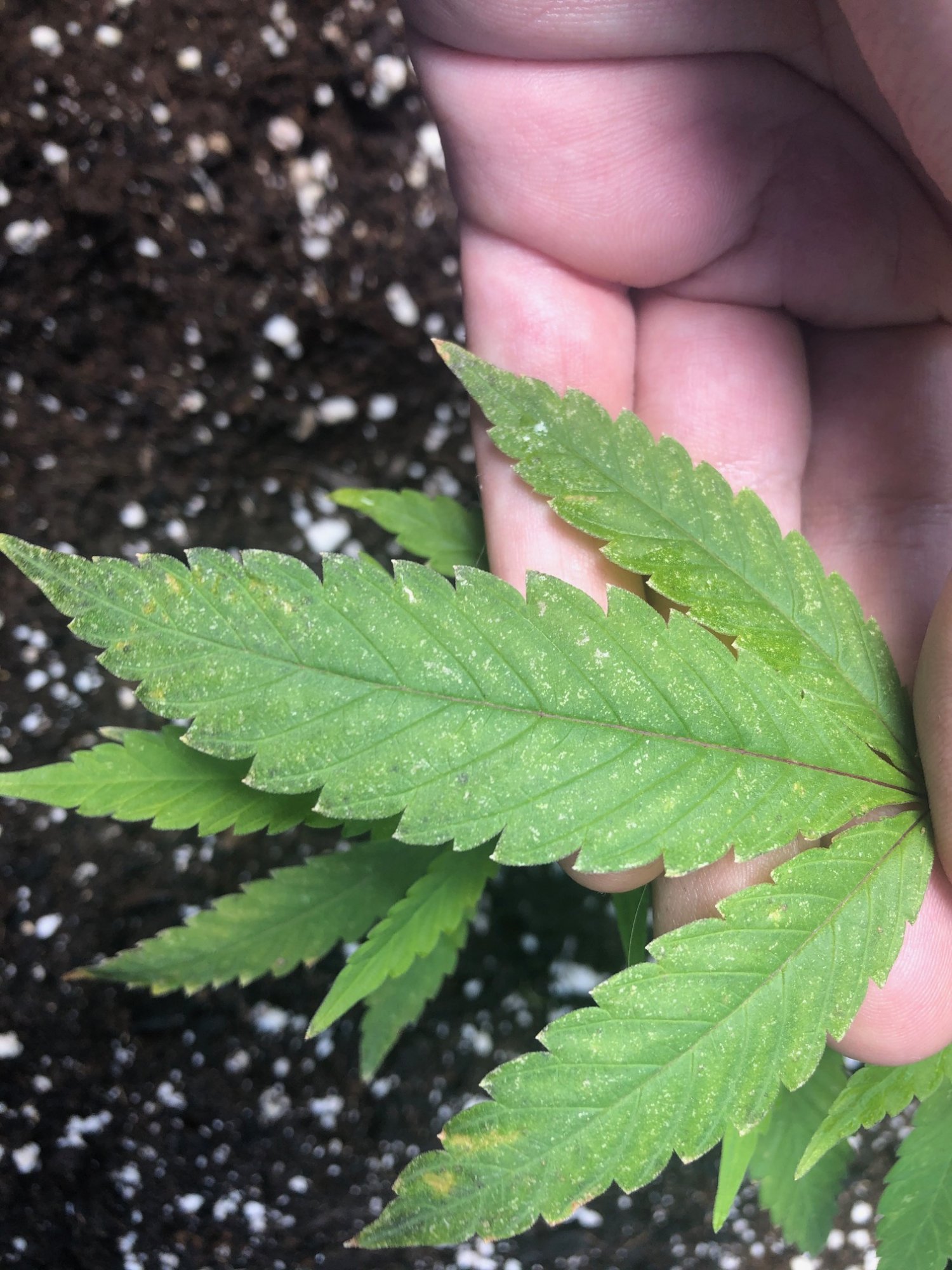 Whitish brown spotting on brand new clones