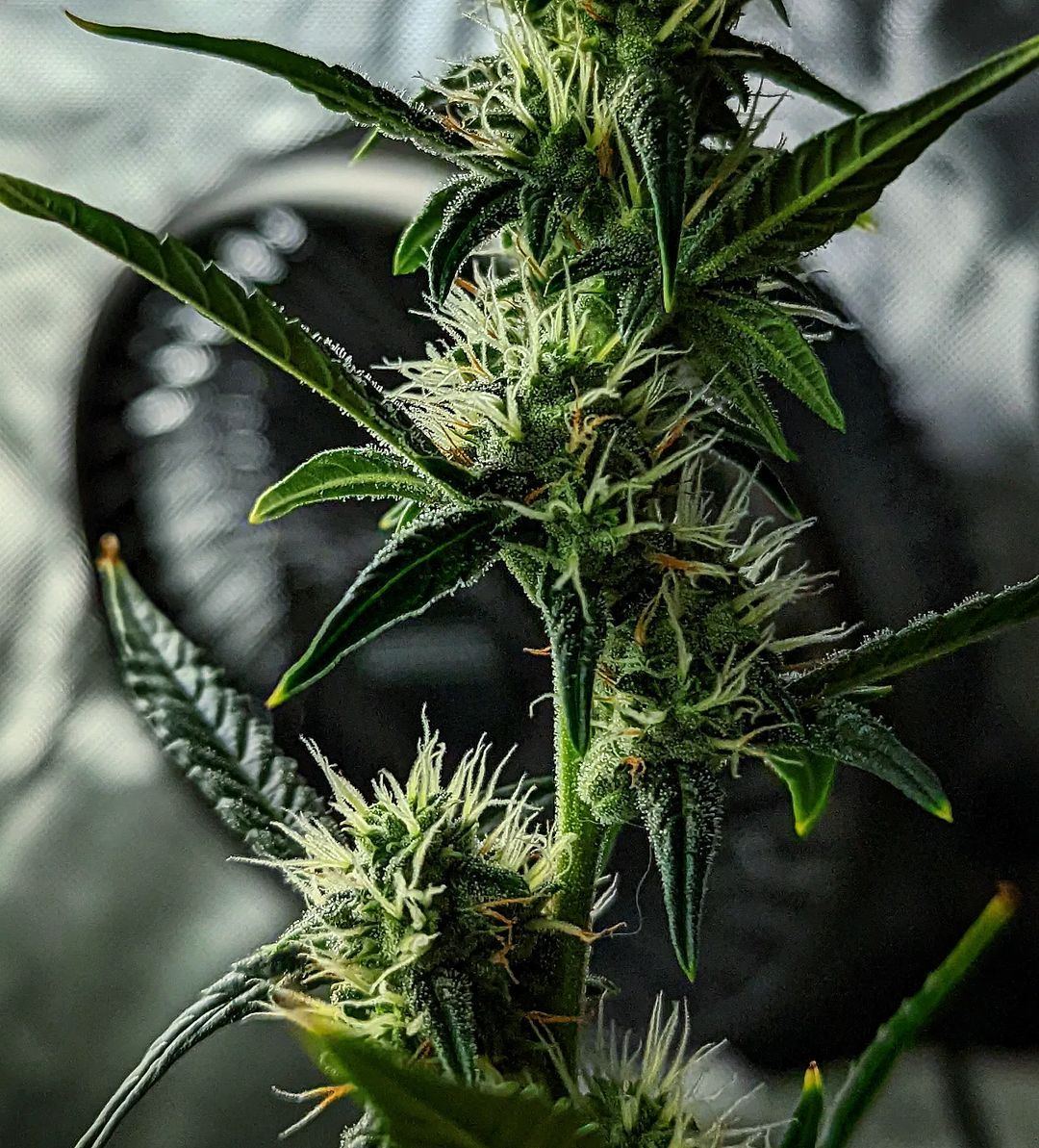 Who has grown gold leaf 3