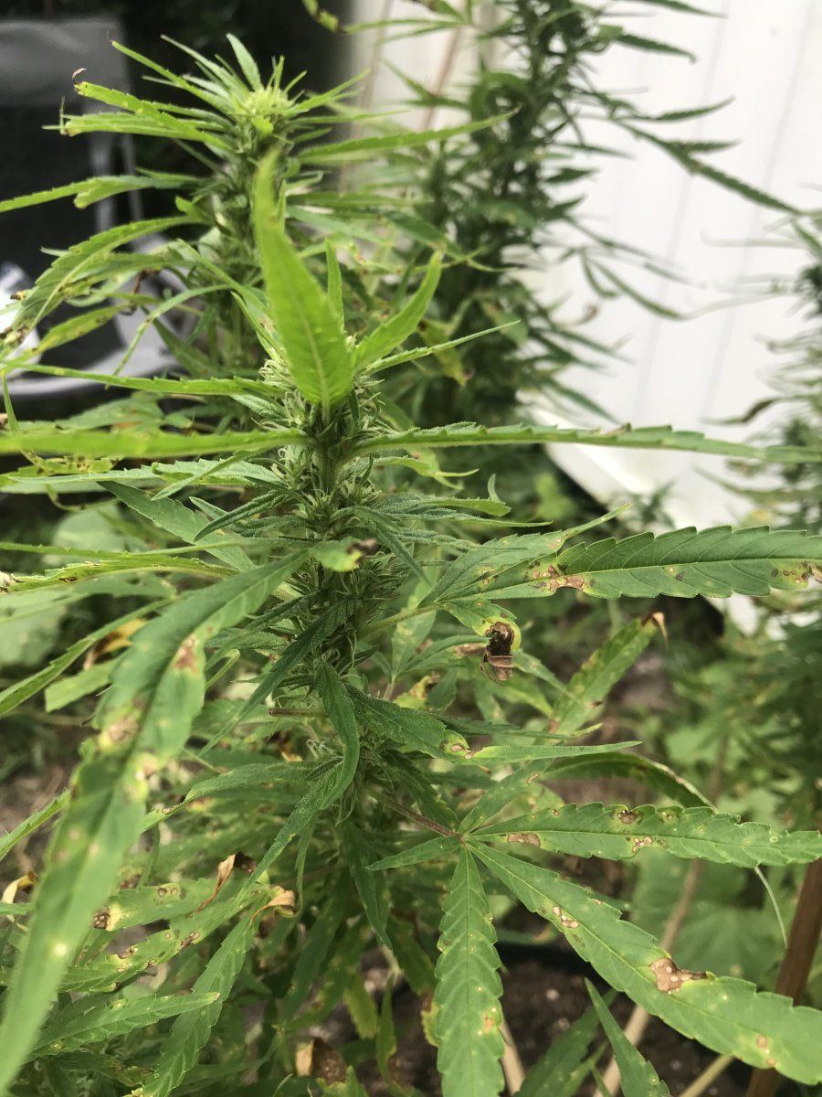 Whole grow crashing please please help 3
