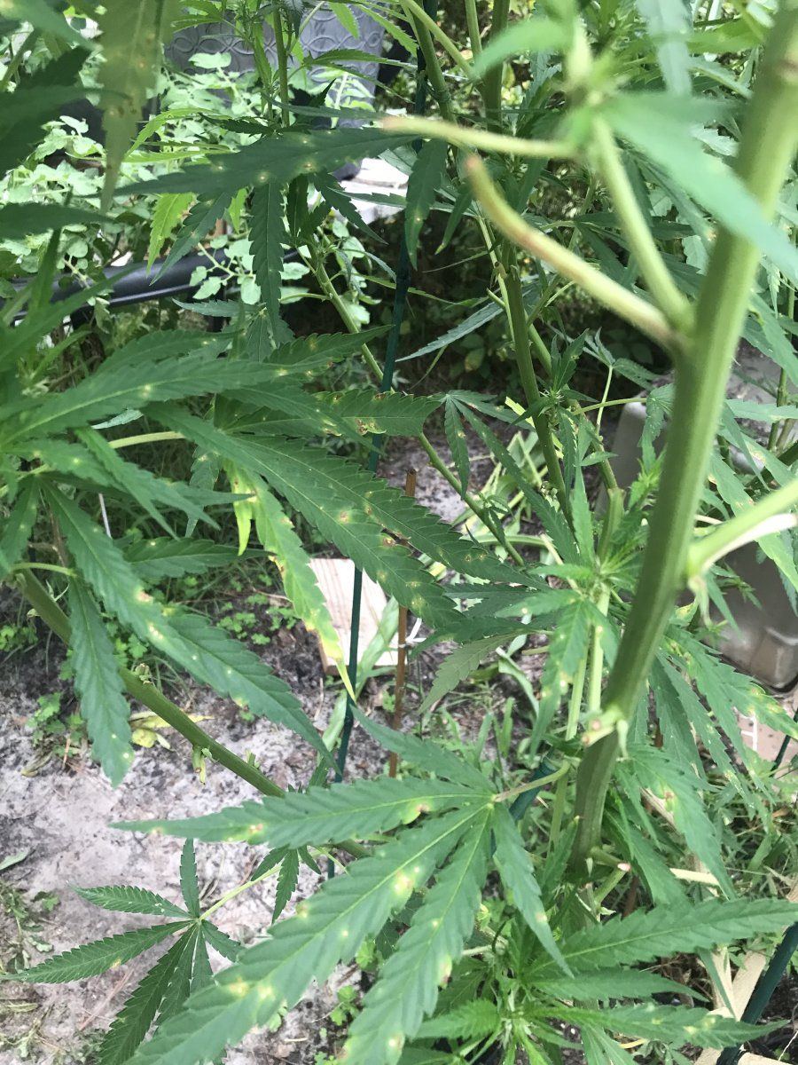 Whole grow crashing please please help 4