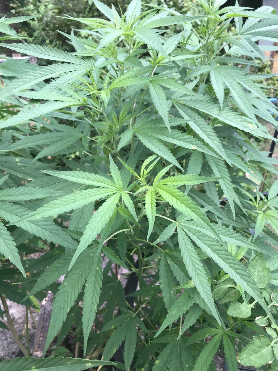 Whole grow crashing please please help 5