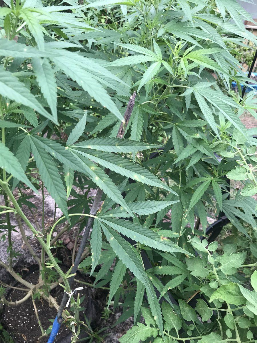 Whole grow crashing please please help 6