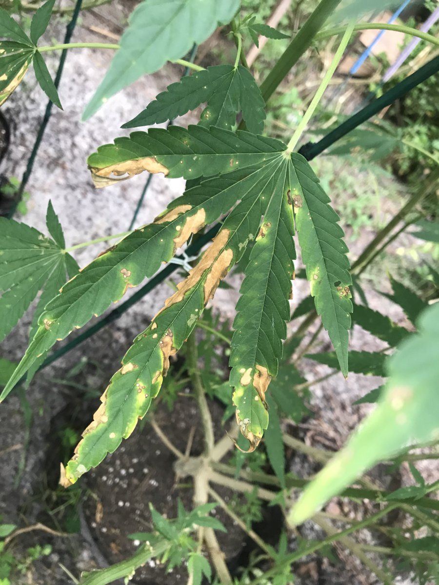 Whole grow crashing please please help 7
