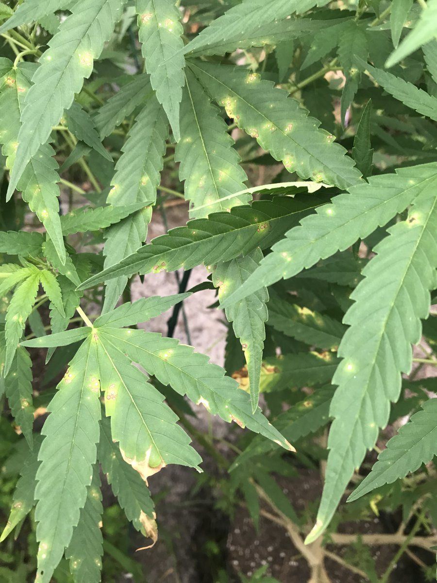 Whole grow crashing please please help 8