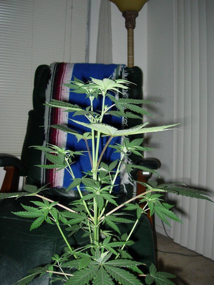 Whole plant 2