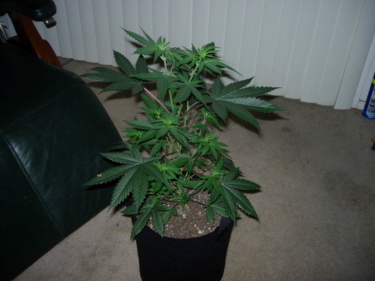 Whole plant