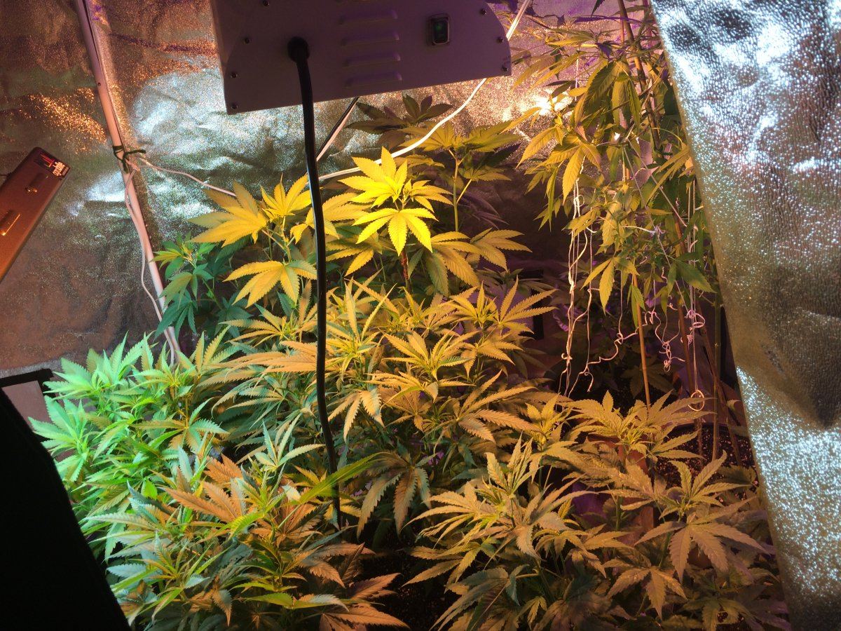 Whole tent