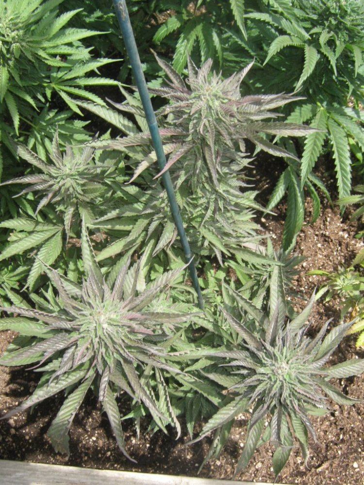 Wholetropicoma430