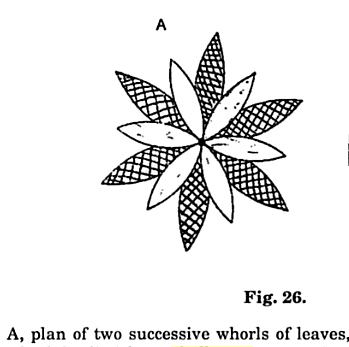 Whorl