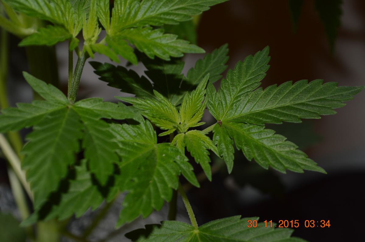 Whorledbranch2