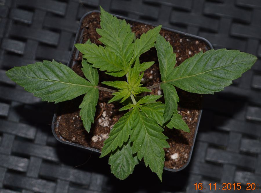 Whorlpot