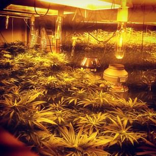 Whos using ceramic metal halide 2013 3