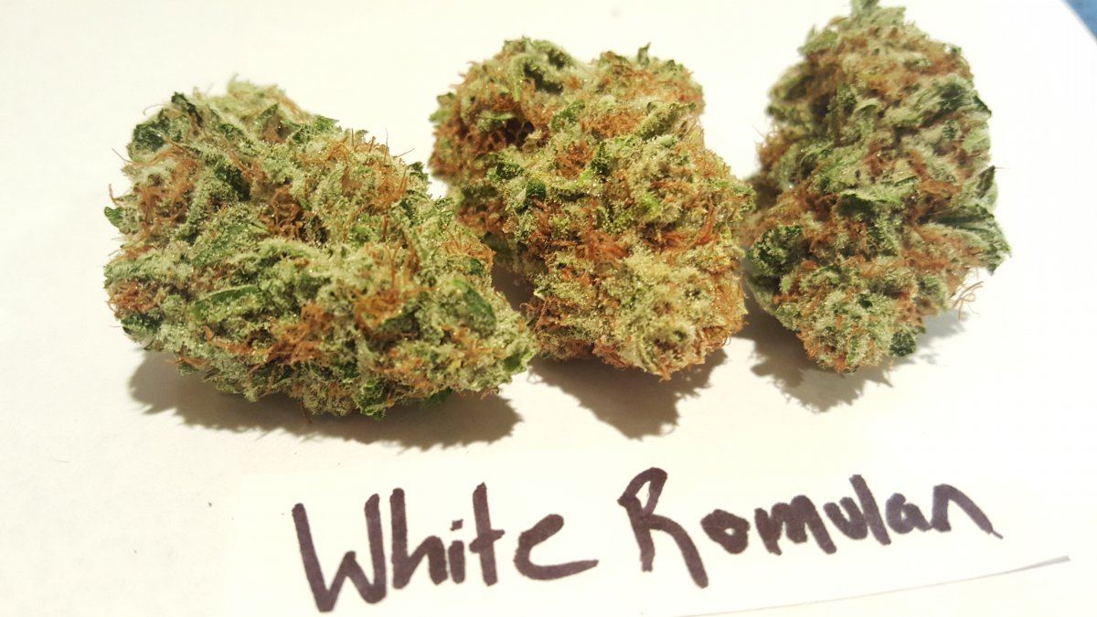 Wht Romulan 10 2015 2