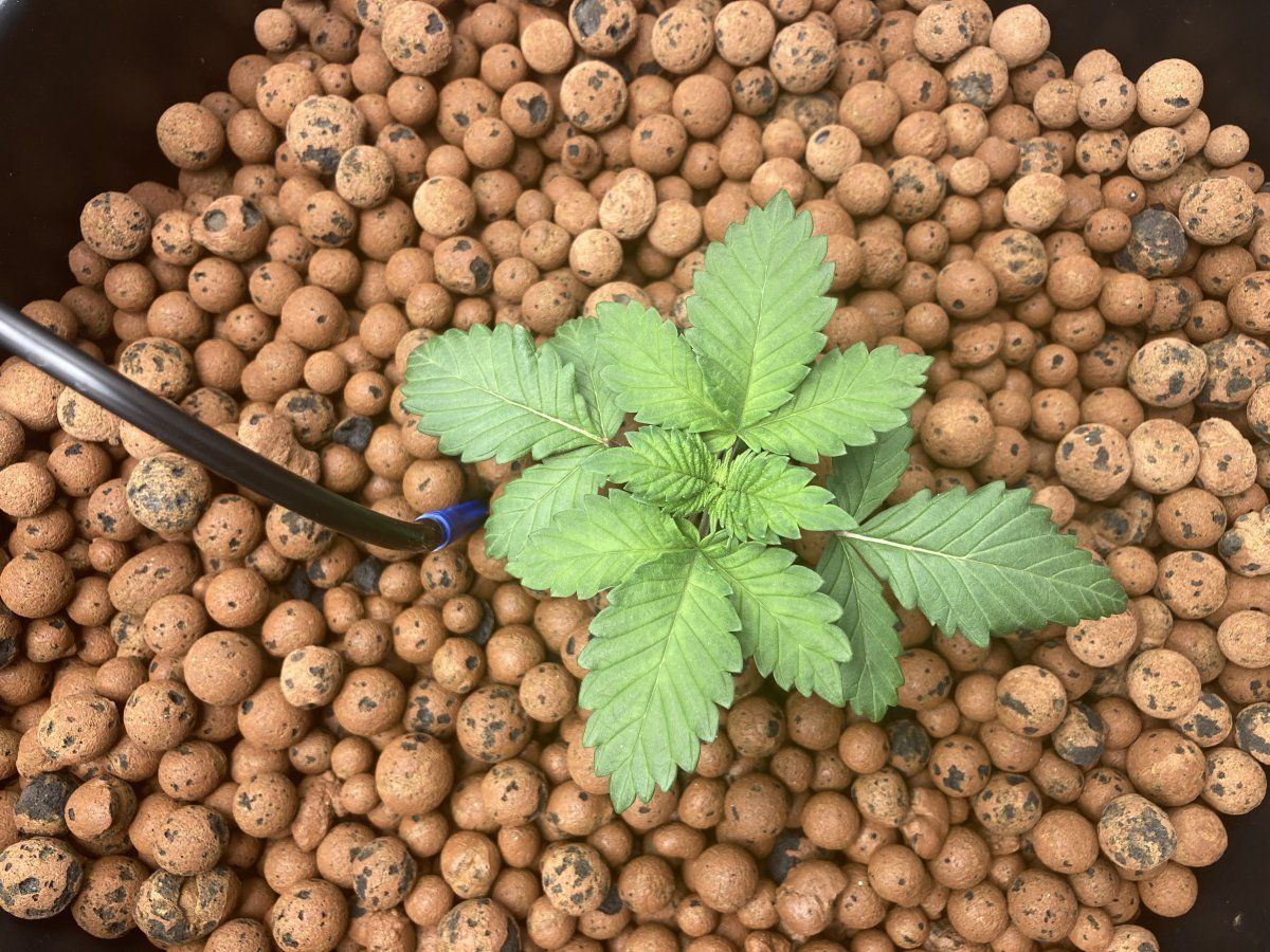 Why are leaves light green 4