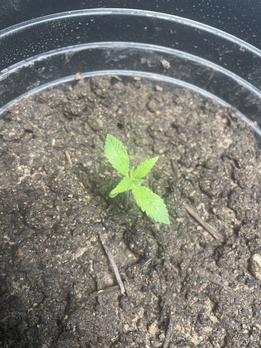 Why are my cannabis seedlings growing so slowly 2