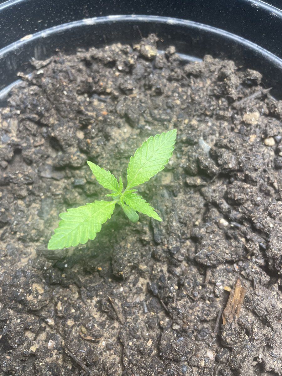 Why are my cannabis seedlings growing so slowly