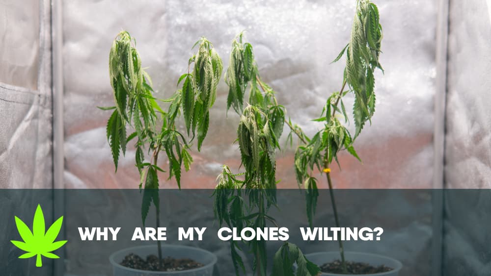 Why are my clones wilting