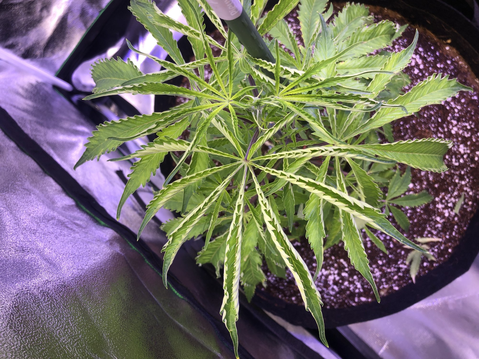 Why are my leafs like this  please help 3