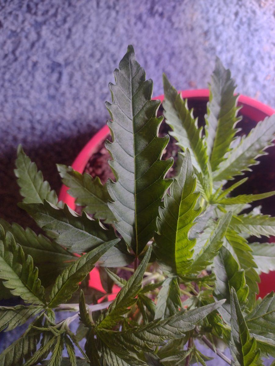 Why are my leaves doing this 3