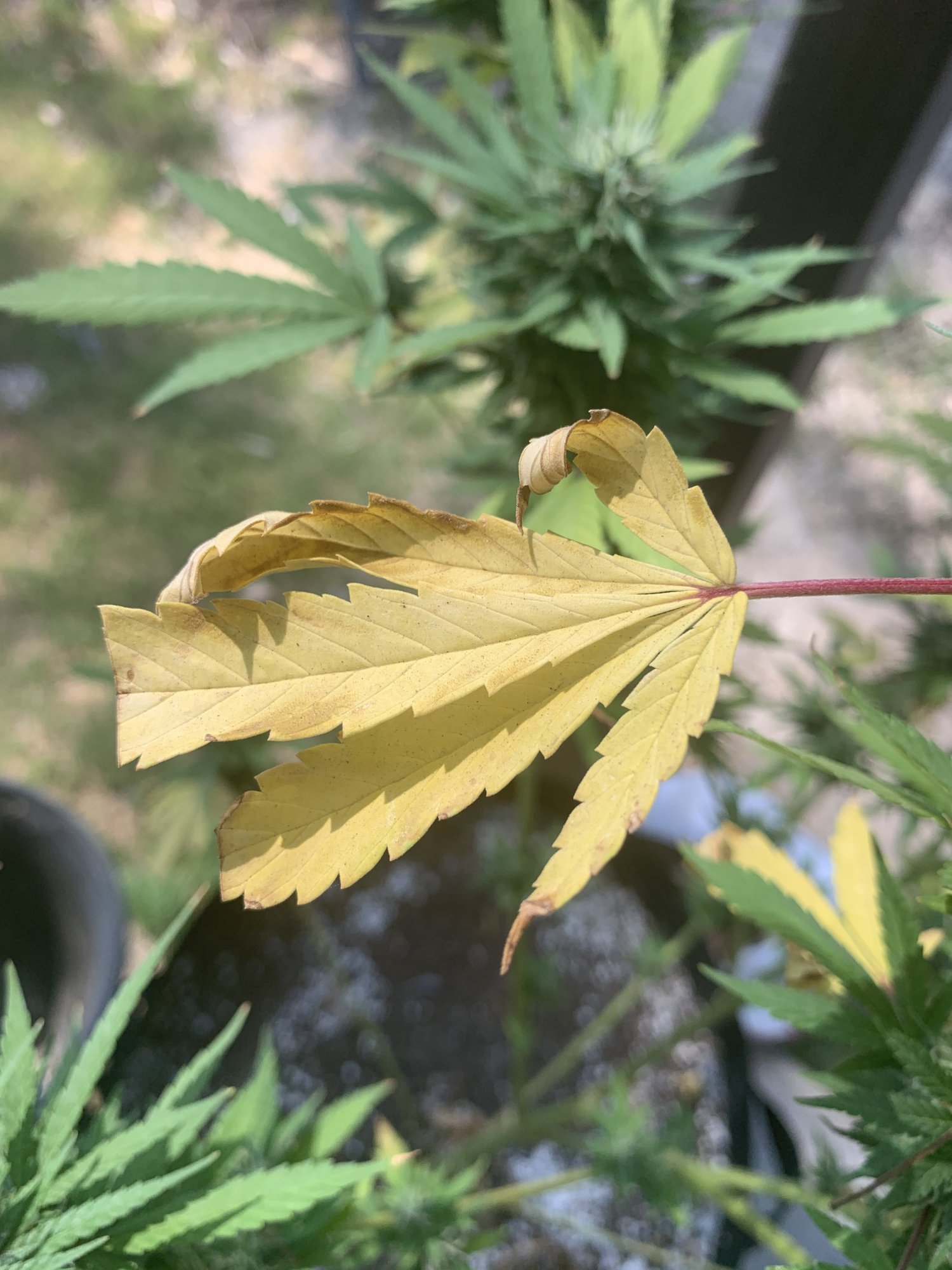 Why are my leaves turning yellow 3