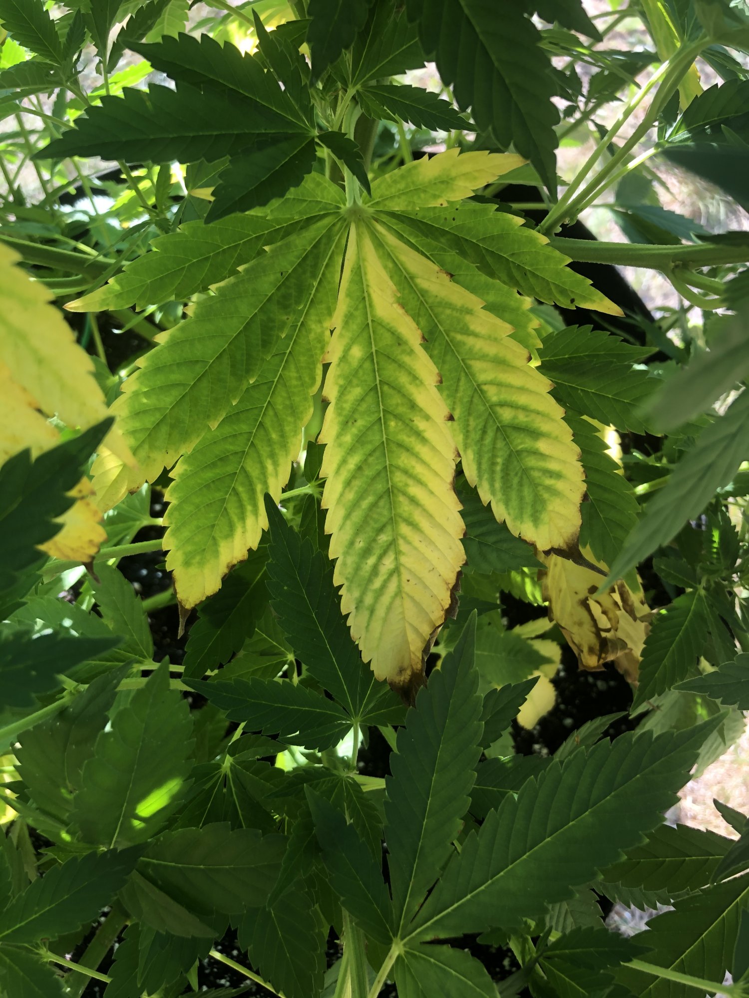 Why are my leaves turning yellow with the tips browning 3