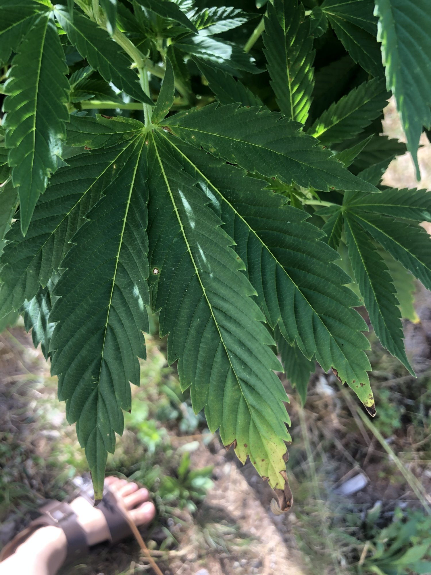 Why are my leaves turning yellow with the tips browning