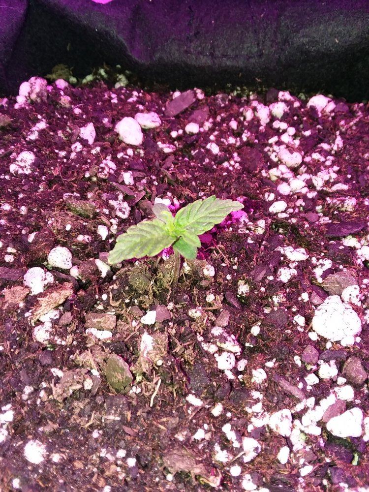 Why are my seedlings deforming stress