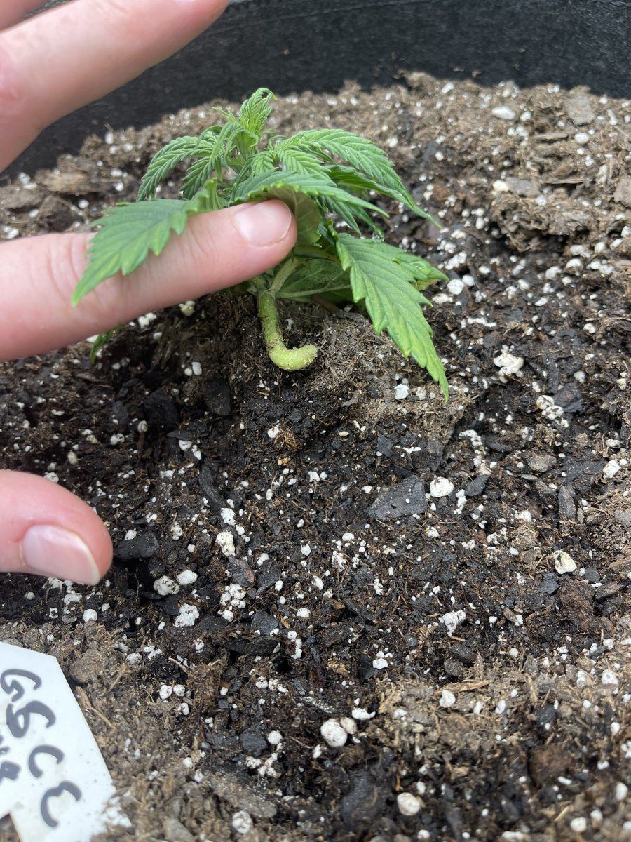 Why are my stalks growing sideways? - THCFarmer