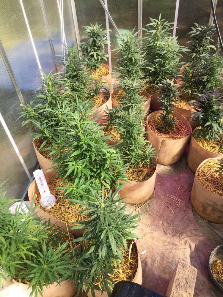 Why change wattage on lighting for flowering