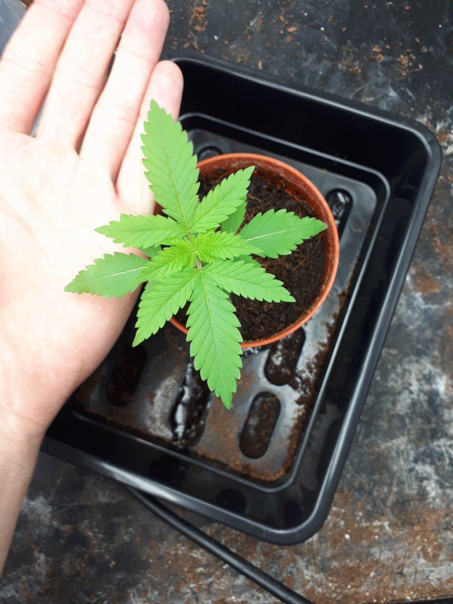 Why do my clones in coco always grow bad 2