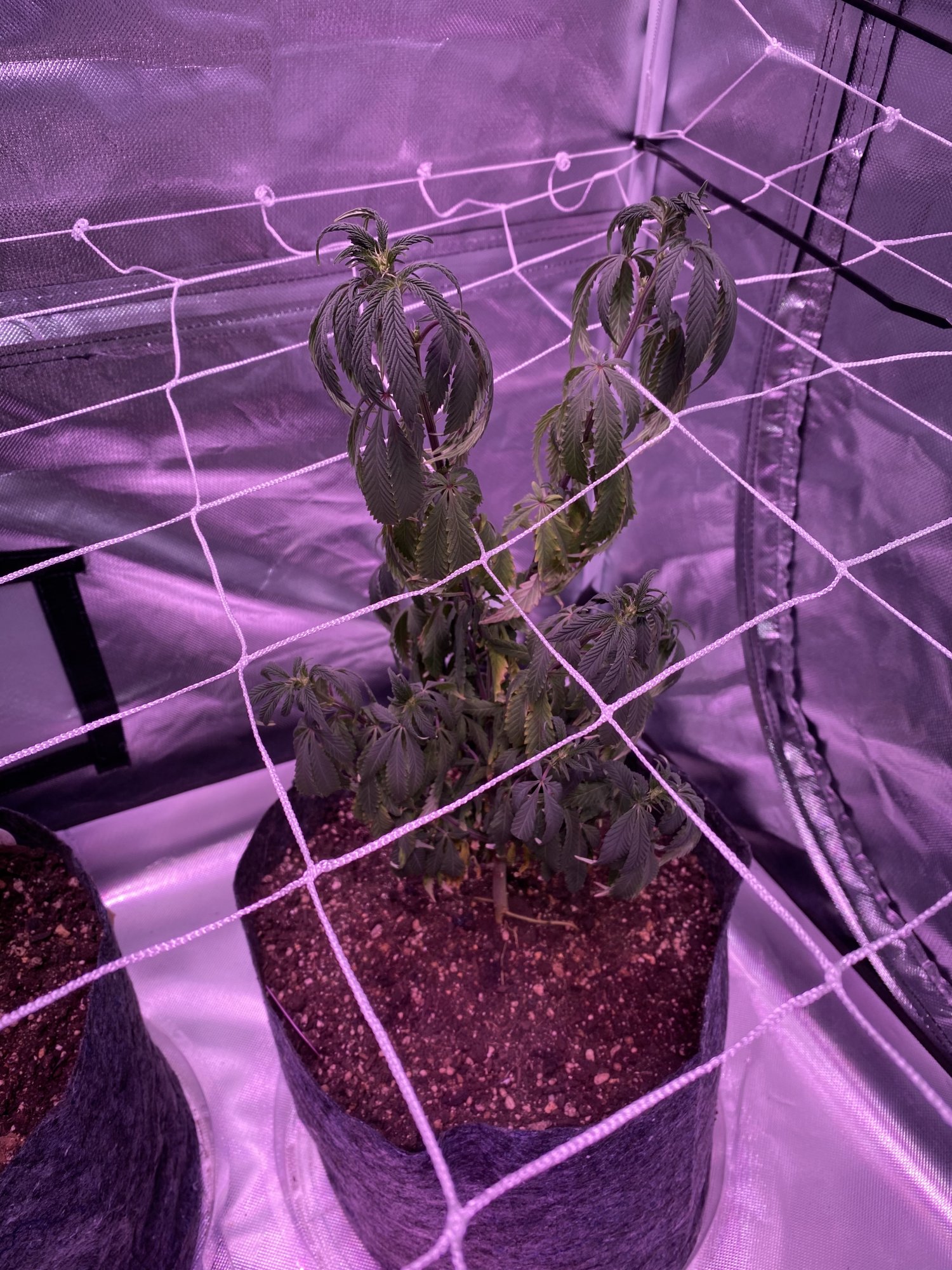 Why do my plants look sleep during lights on 3