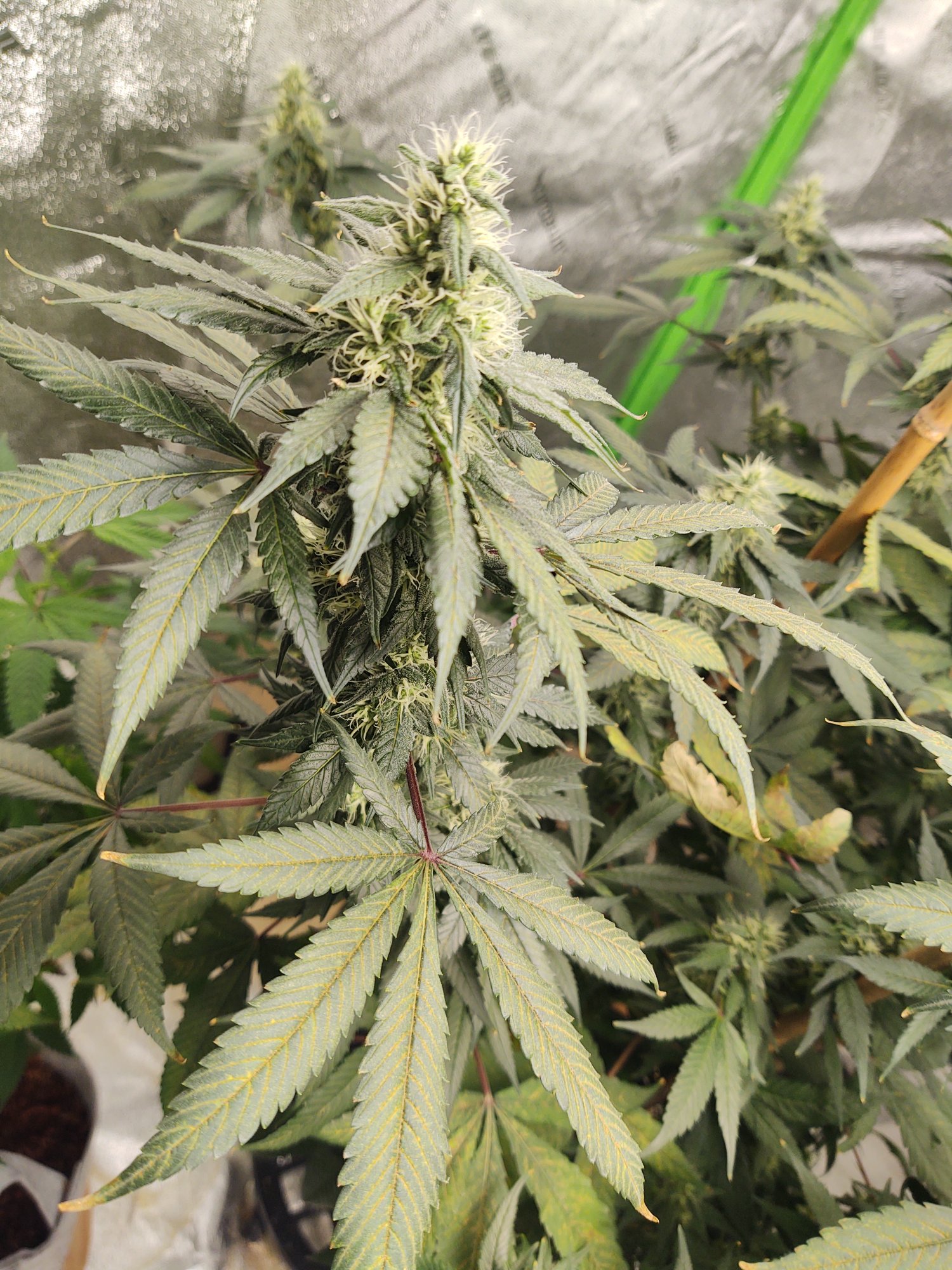 Why do my sativas always end up like this 4