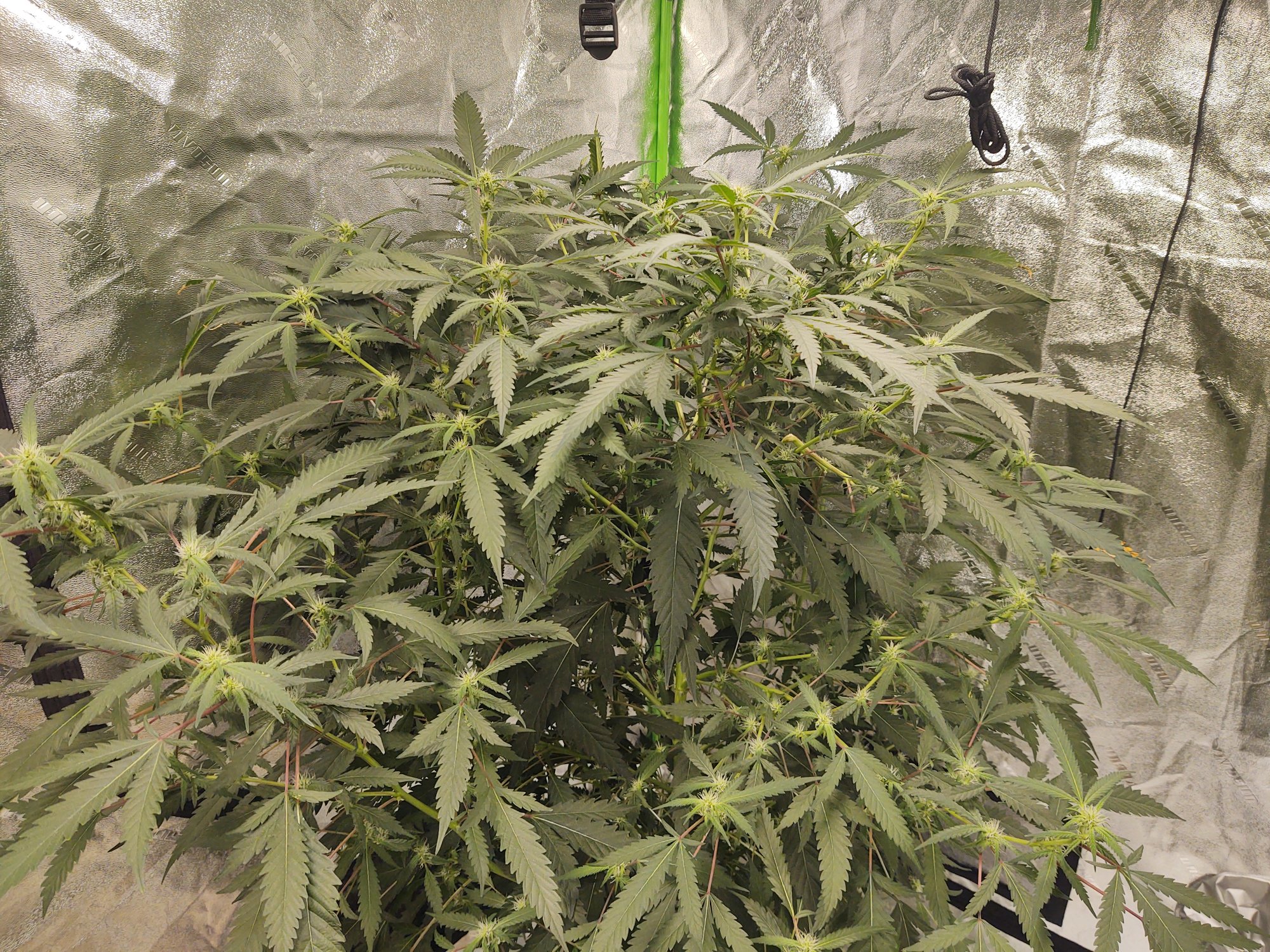 Why do my sativas always end up like this 6