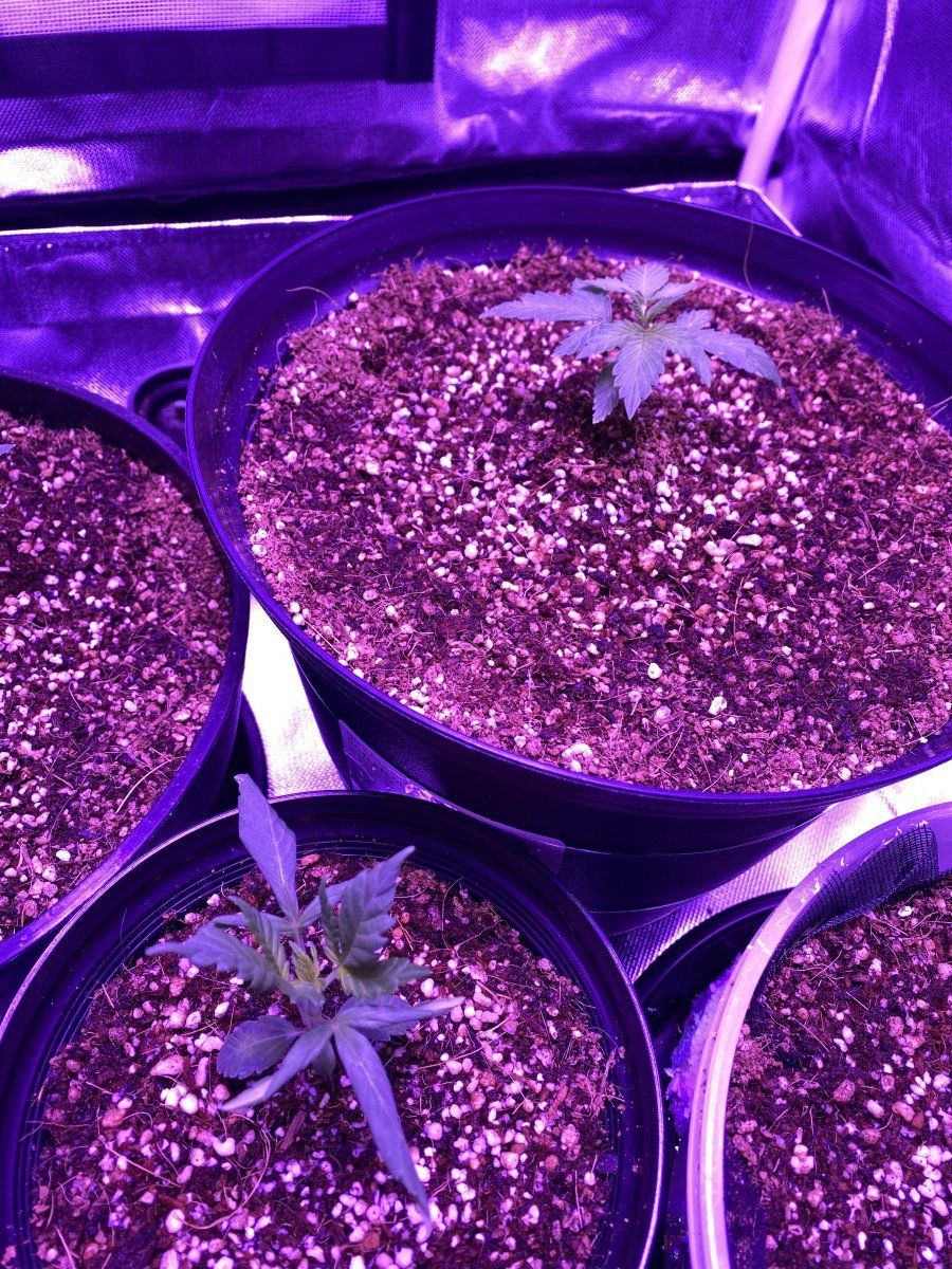 Why do stems point up leaves roll and curl down 3
