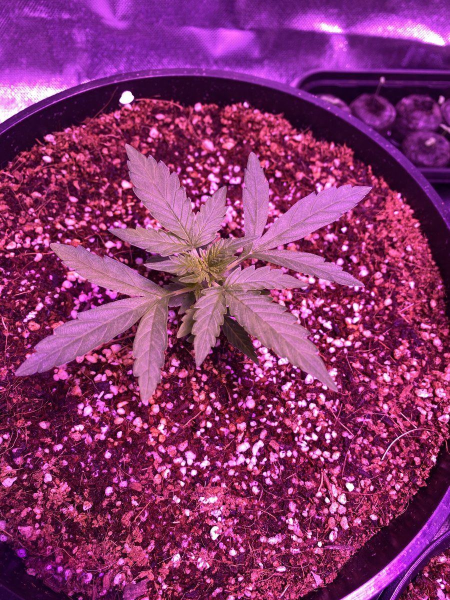 Why do stems point up leaves roll and curl down 4