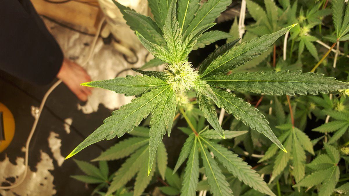 Why does canna nutrients alway do this 10