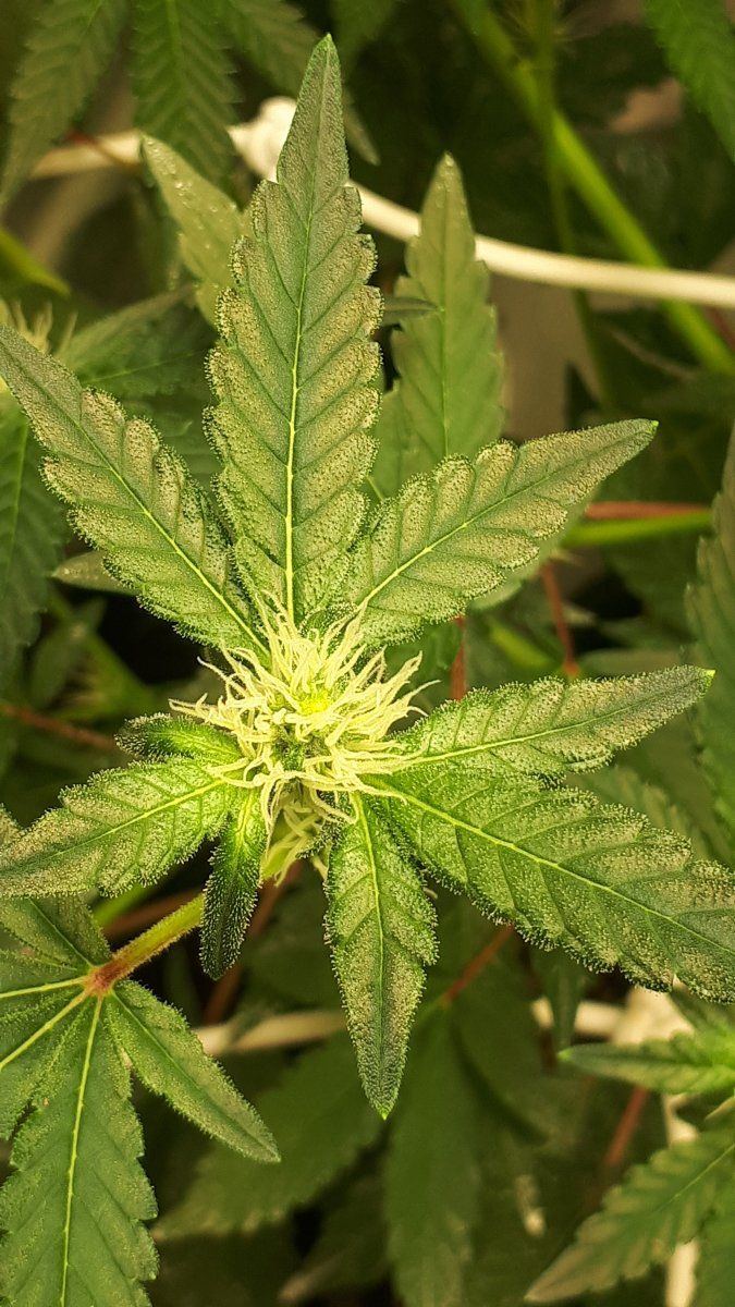 Why does canna nutrients alway do this 11