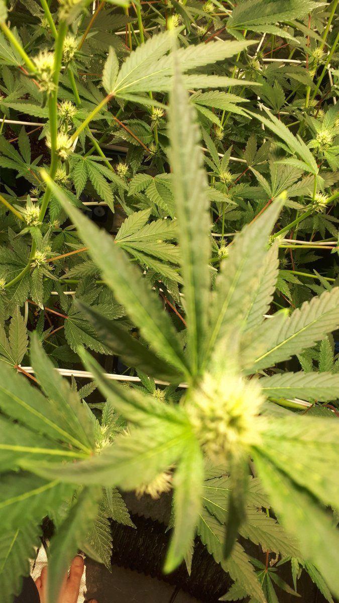 Why does canna nutrients alway do this 13