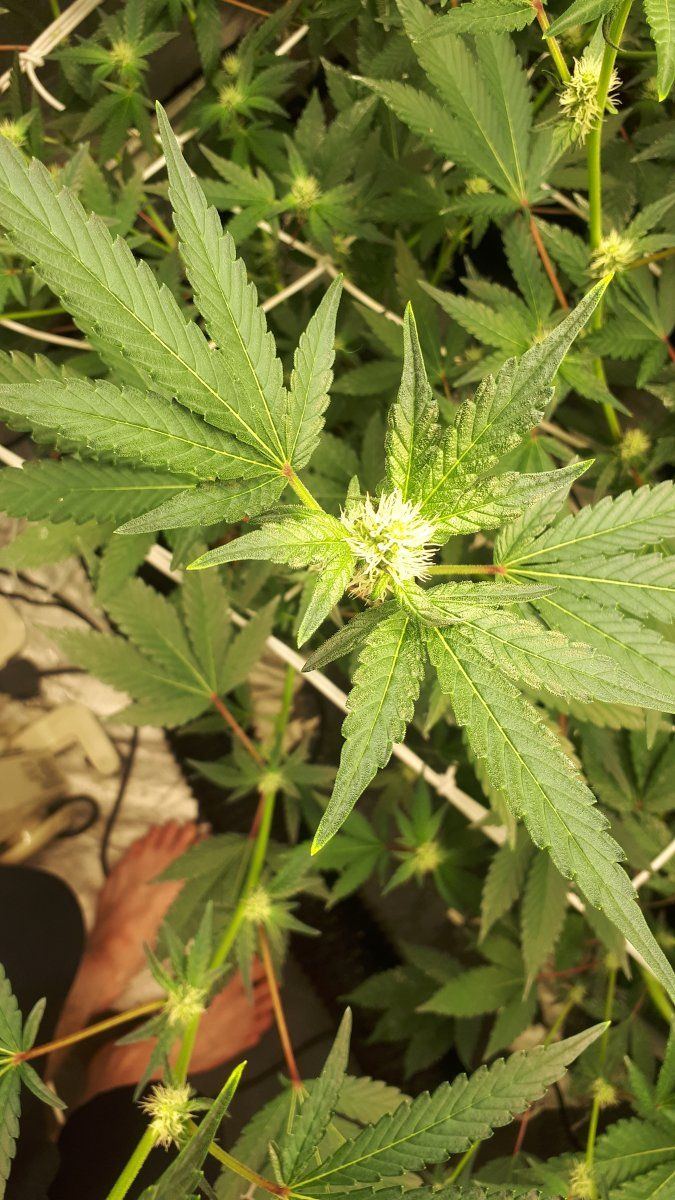 Why does canna nutrients alway do this 14