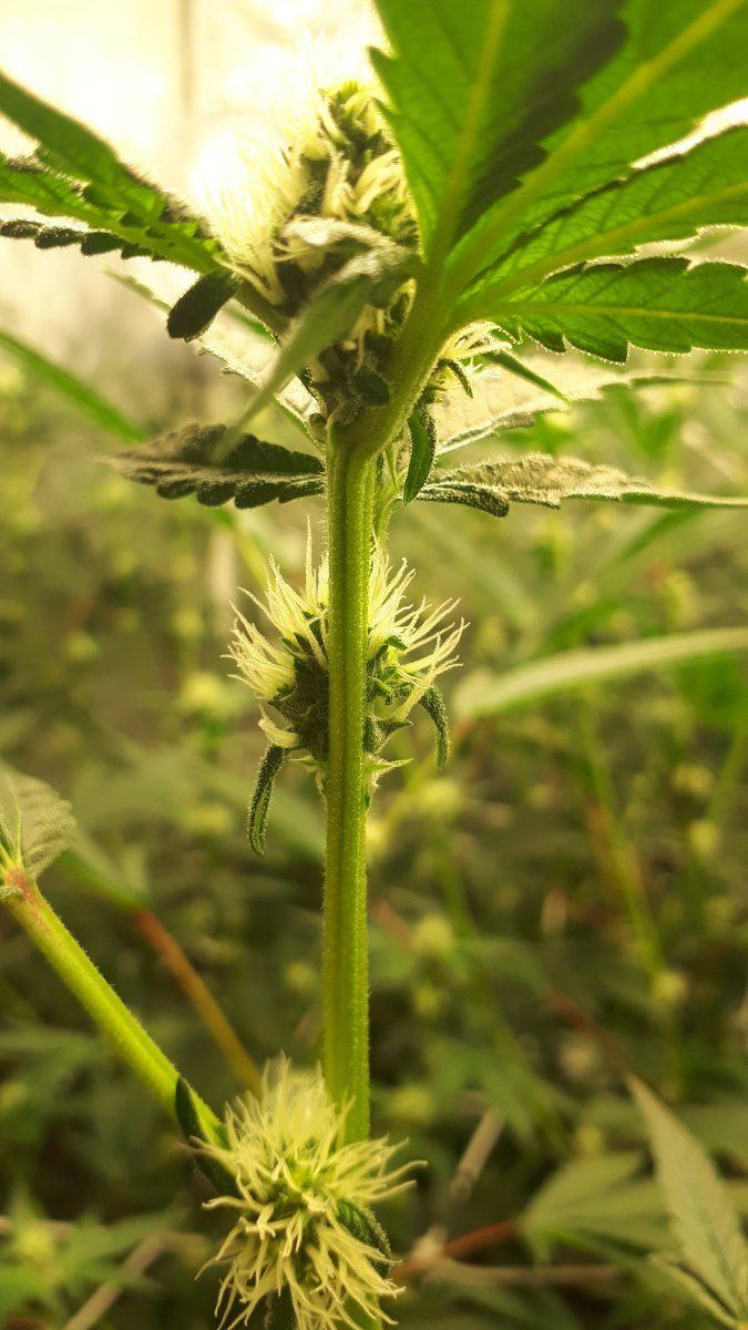 Why does canna nutrients alway do this 15