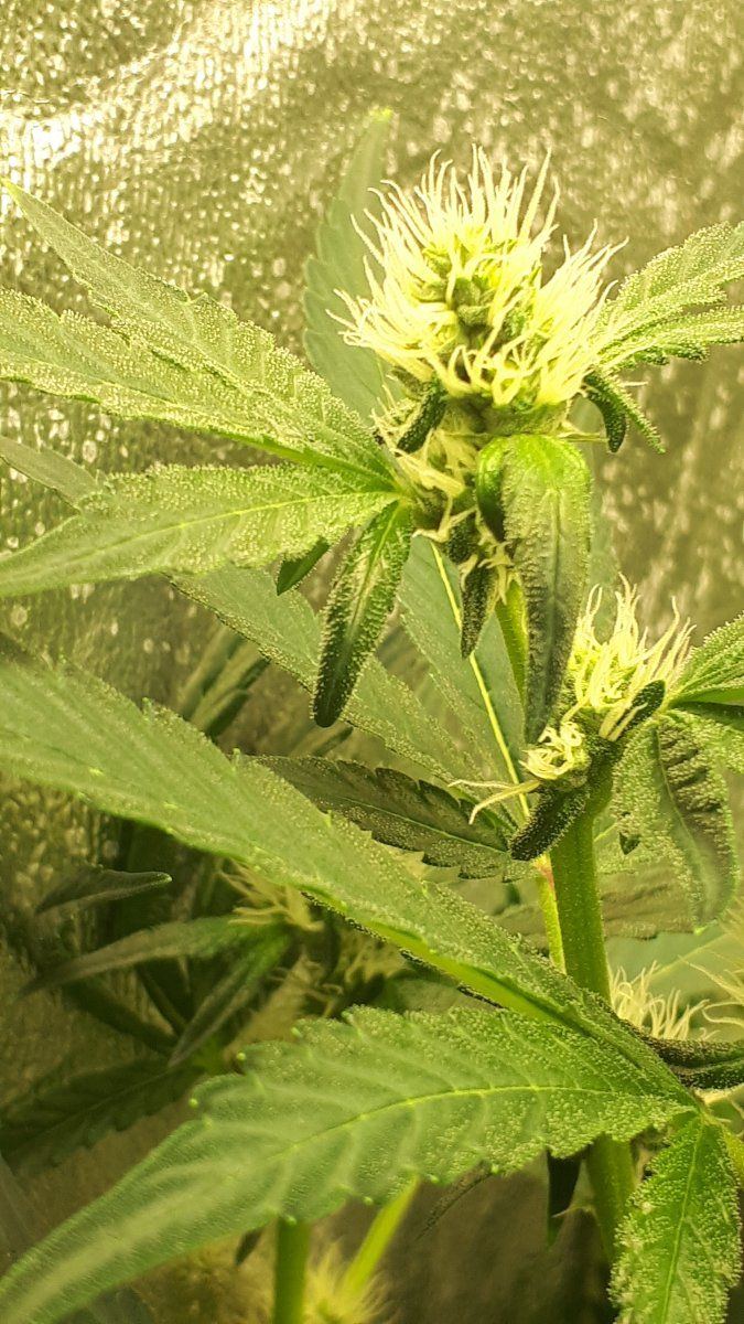 Why does canna nutrients alway do this 3