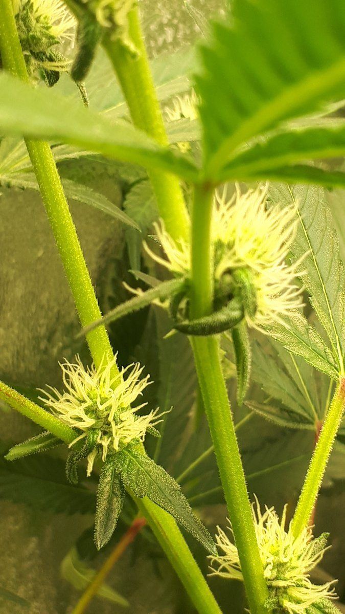 Why does canna nutrients alway do this 4
