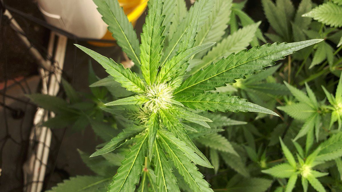 Why does canna nutrients alway do this 5