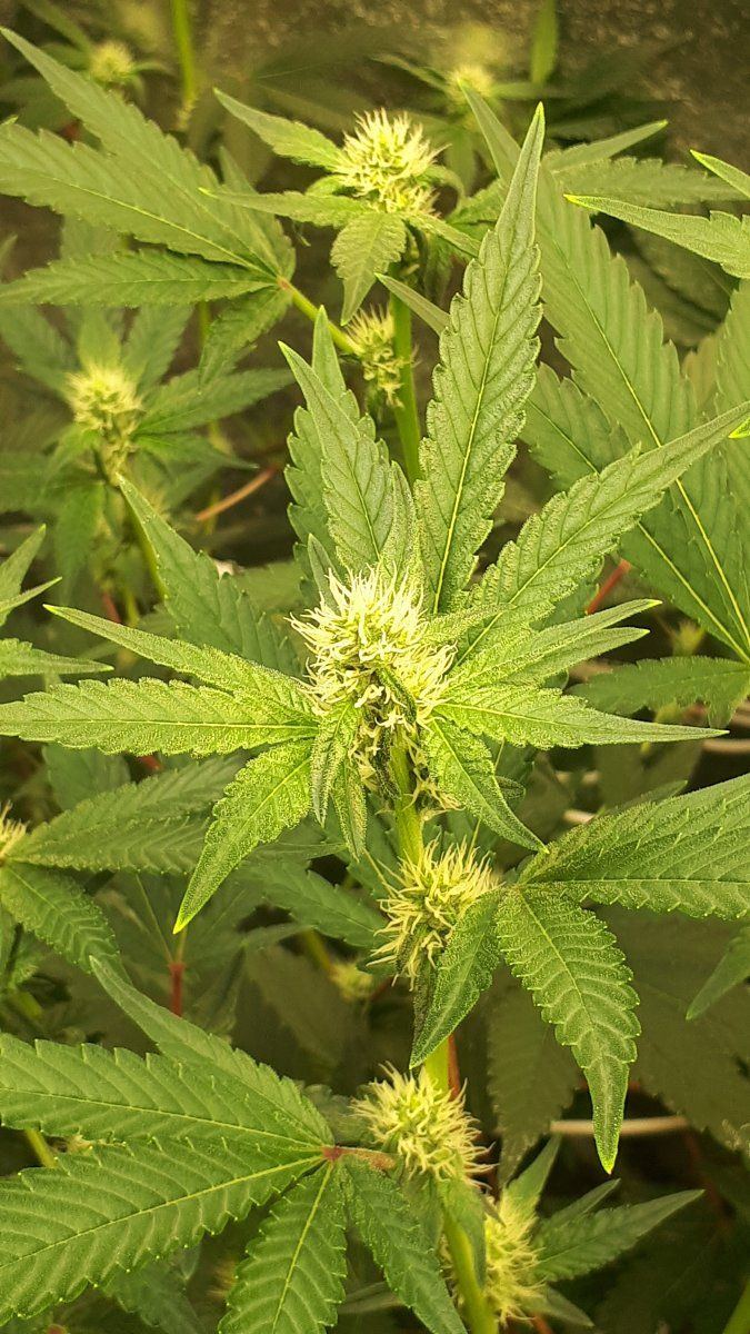 Why does canna nutrients alway do this 6